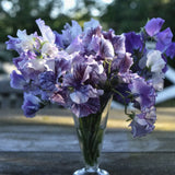 Sweet Pea 'Earl Grey'