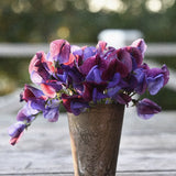 Sweet Pea 'Franciscus Cupani'