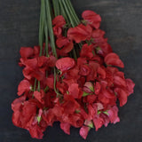 Sweet Pea 'Mammoth Scarlet'