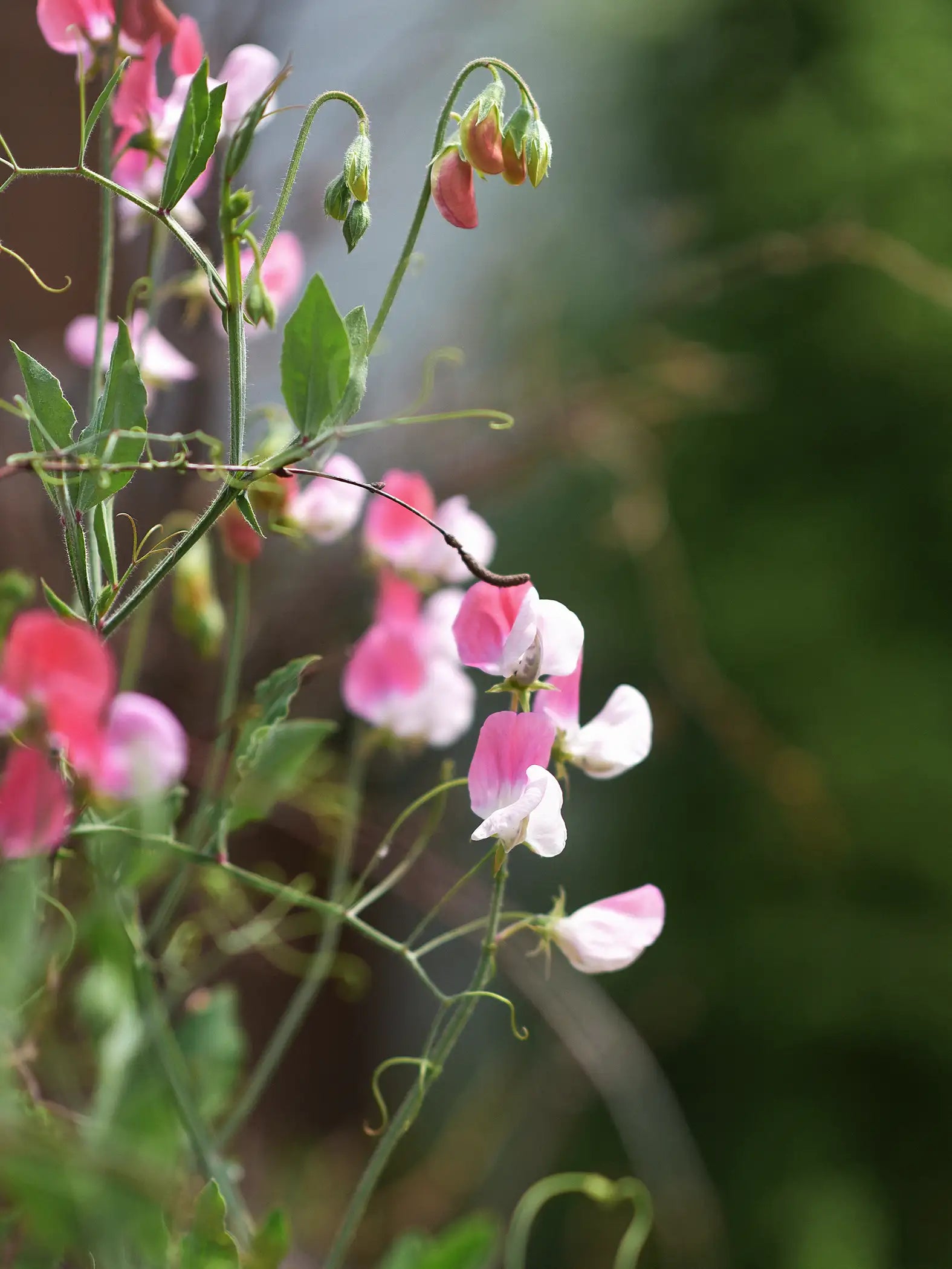 pink lady flower seeds Sweet Pea 'Painted Lady' – Zetas Garden
