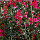 Sweet Pea 'Prince Edward of York'