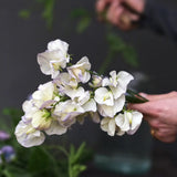 Sweet Pea 'Romeo'