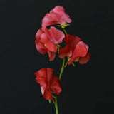 Sweet Pea 'Royal Crimson'