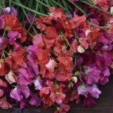 Sweet Pea 'Royal Crimson'