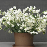Sweet Pea 'Wild Swan'