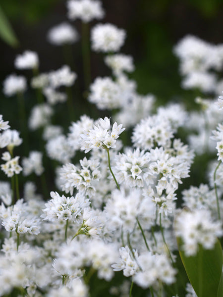 Allium zebdanense – Zetas Garden - Online Store