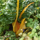 Swiss Chard 'Bright Lights'
