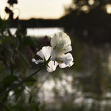 Sweet Pea 'Memorial Flight'