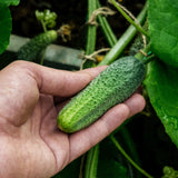 Cucumber 'Petipikel'