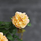 Modern shrub rose 'Golden Celebration' Bare-root
