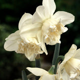 Narciss 'White Marvel'