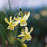 Daffodil 'Angel's Breath'