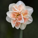 Daffodil 'Champagne'