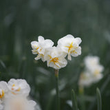 Daffodil 'Cheerfulness'