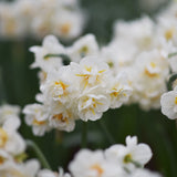 Daffodil 'Cheerfulness'