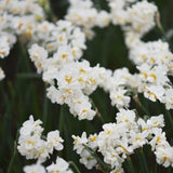 Daffodil 'Cheerfulness'