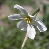 Daffodil 'Keats'