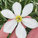 Daffodil 'Keats'