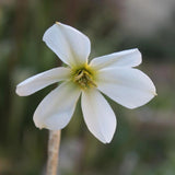 Daffodil 'Keats'
