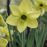 Daffodil 'Mesa Verde'