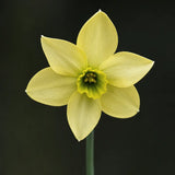 Daffodil 'Mesa Verde'