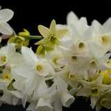 Daffodil 'Polar Hunter'