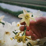 Daffodil 'Polar Hunter'