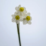 Daffodil 'Silver Wood'