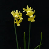 Narciss 'Angel's Breath'