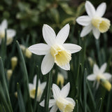 Daffodil ‘Sailboat’ ORGANIC