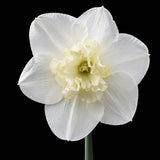 Daffodil ‘Papillon Blanc’ ORGANIC