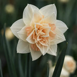 Daffodil 'Pom Pom Rose'