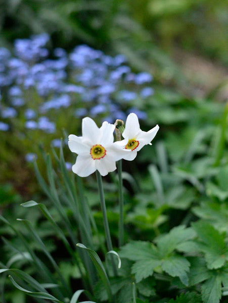 Daffodil 'Recurvus' – Zetas Garden - Online Store