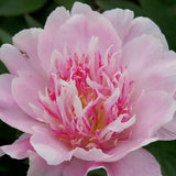 Peony 'Do Tell' Bare-root