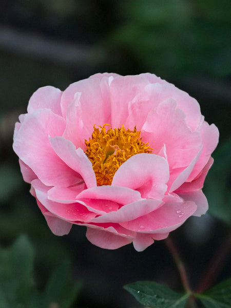 Paeonia_Salmon_Chiffon_grande.