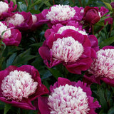 Peony 'White Cap' – Bare root