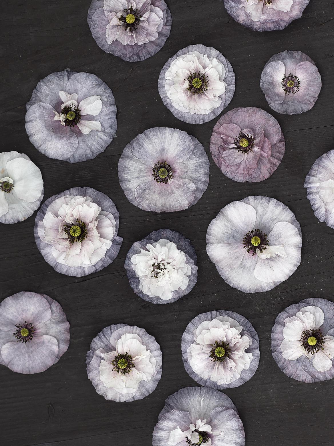 grey poppy flower seeds Poppy 'Amazing Grey' – Zetas Garden