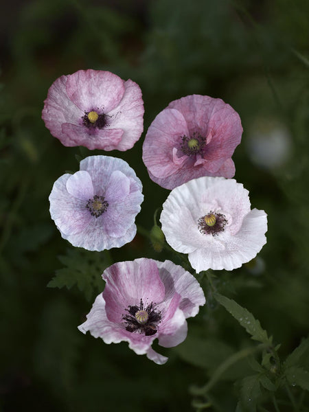 Papaver-rhoeas-Mother-of-