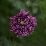 Opievallmo  'Purple Peony'