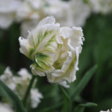 Tulipa 'Super Parrot'
