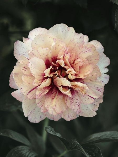 Peony (Itoh) 'All That Jazz' – Bare Root – Zetas Garden