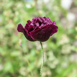 Bread Seed Poppy 'Black Peony'