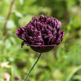 Bread Seed Poppy 'Black Peony'