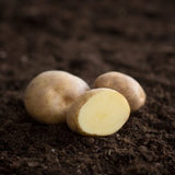 Potatis Rocket 1 kg