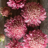 Sweet Scabious 'Salmon Queen'