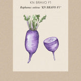 Daikon Radish 'KN BRAVO F1'