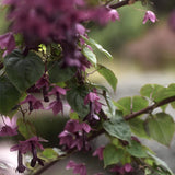 Törnrosa Kjortel 'Purple Bells'