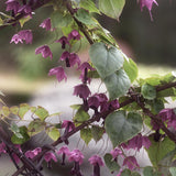 Törnrosa Kjortel 'Purple Bells'