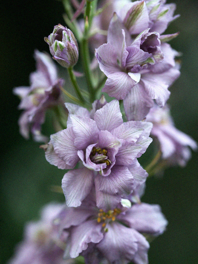 lavender spur flower Lark Spur 'Misty Lavender' – Zetas Garden