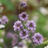 Lark Spur 'Misty Lavender'